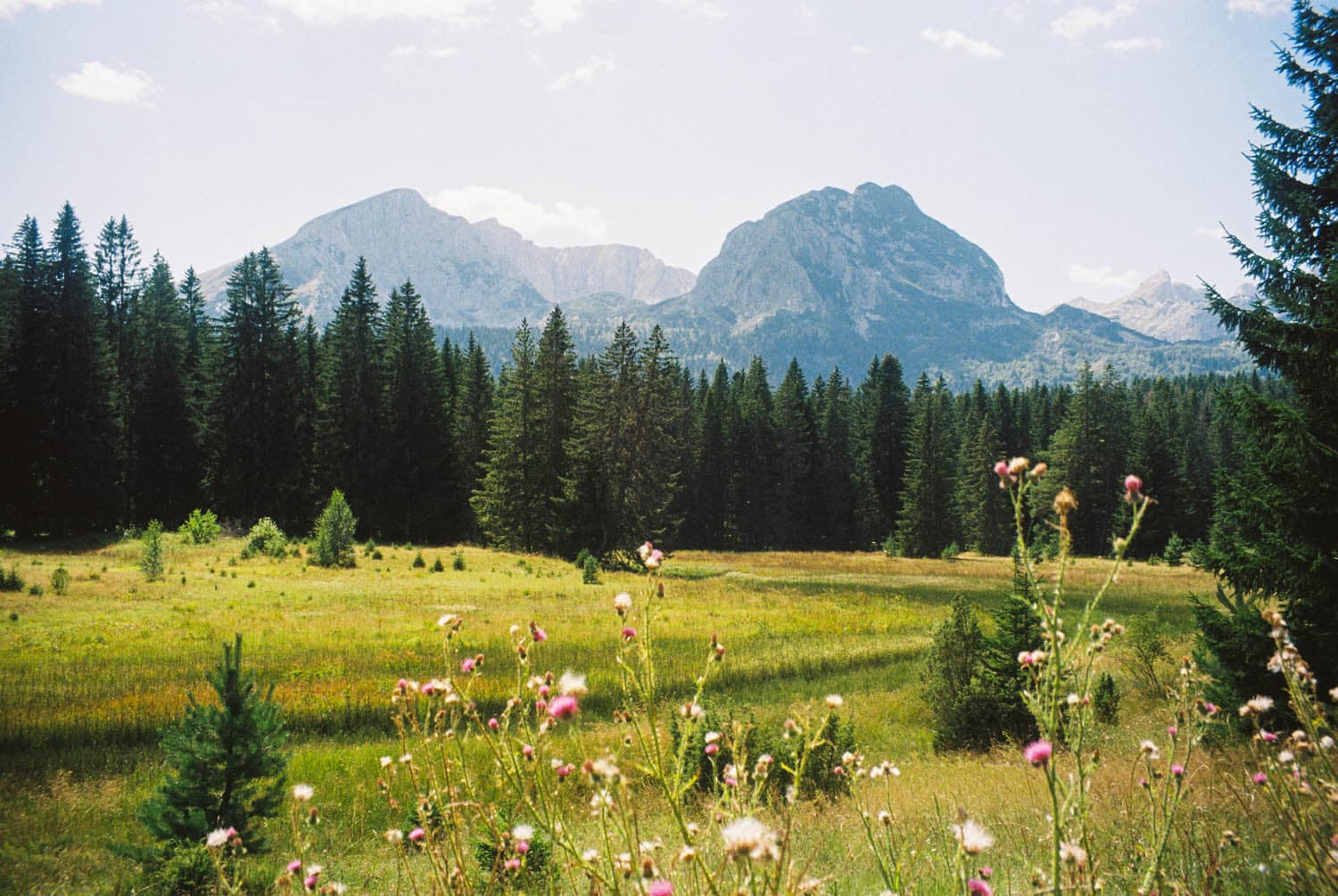 Wildflowers in an alpine meadow beneath a mountain range